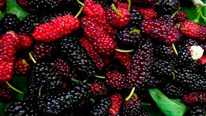 Какое растение предупреждает инсульт и очищает кровь